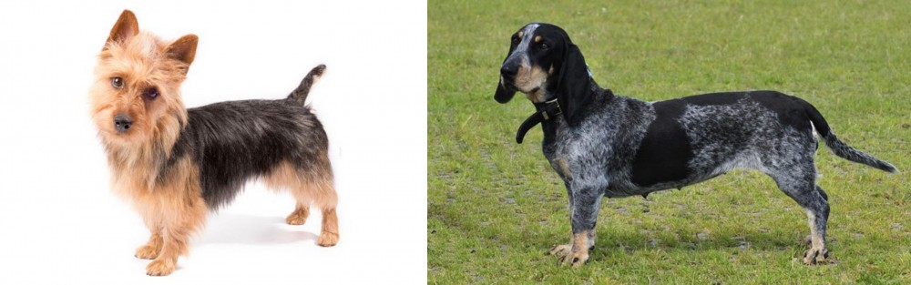 Basset Bleu de Gascogne vs Australian Terrier - Breed Comparison