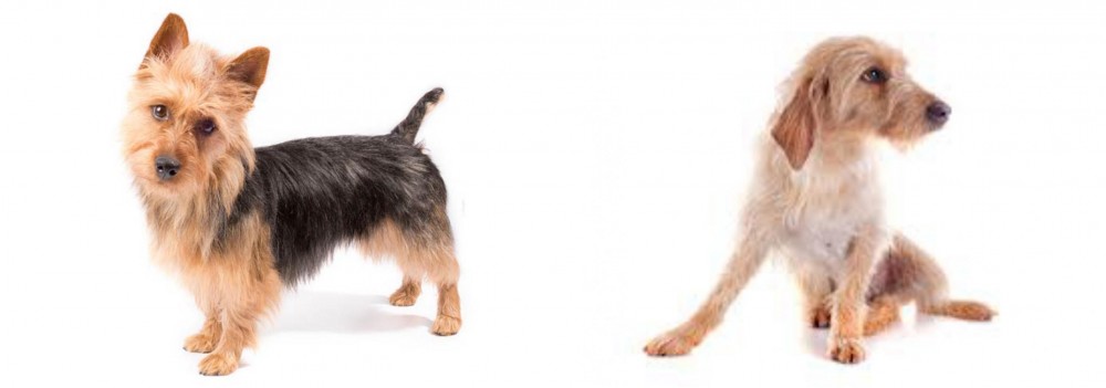 Basset Fauve de Bretagne vs Australian Terrier - Breed Comparison