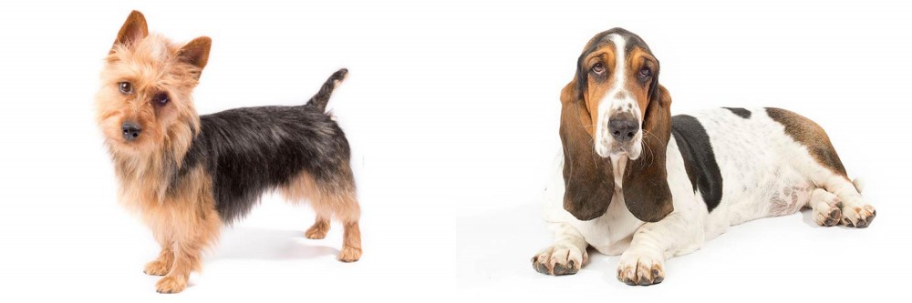Basset Hound vs Australian Terrier - Breed Comparison