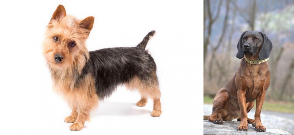 Bavarian Mountain Hound vs Australian Terrier - Breed Comparison