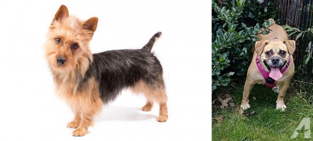 Beabull vs Australian Terrier - Breed Comparison