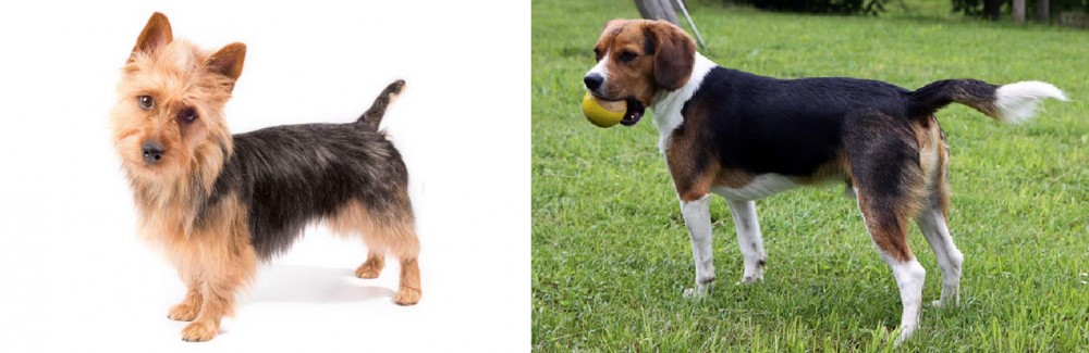 Beaglier vs Australian Terrier - Breed Comparison