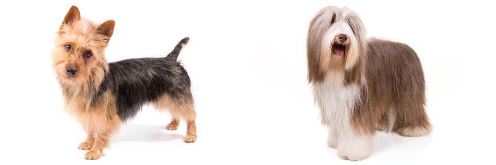 Bearded Collie vs Australian Terrier - Breed Comparison
