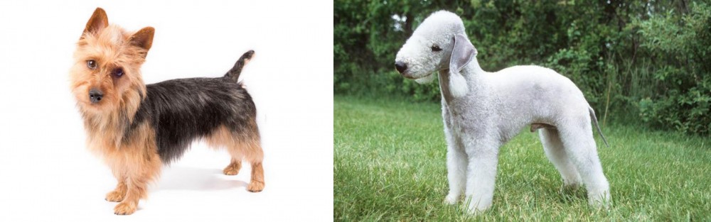 Bedlington Terrier vs Australian Terrier - Breed Comparison
