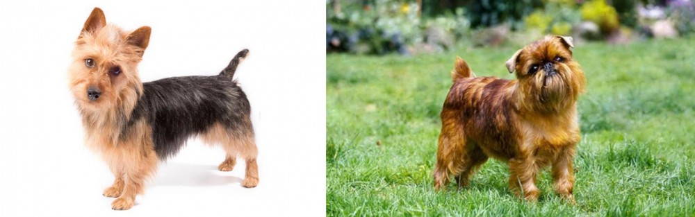 Belgian Griffon vs Australian Terrier - Breed Comparison