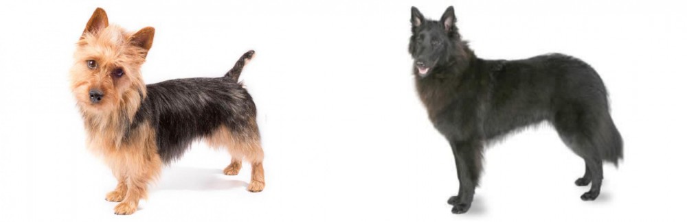 Belgian Shepherd vs Australian Terrier - Breed Comparison