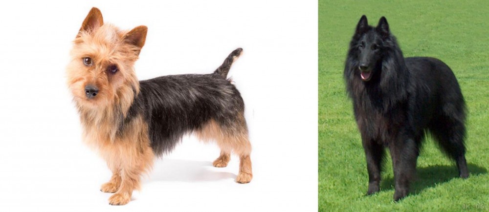 Belgian Shepherd Dog (Groenendael) vs Australian Terrier - Breed Comparison