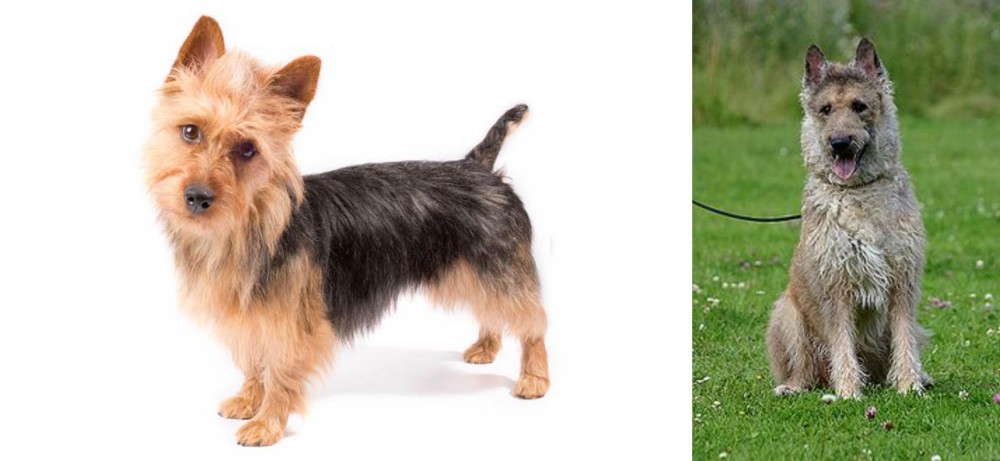 Belgian Shepherd Dog (Laekenois) vs Australian Terrier - Breed Comparison
