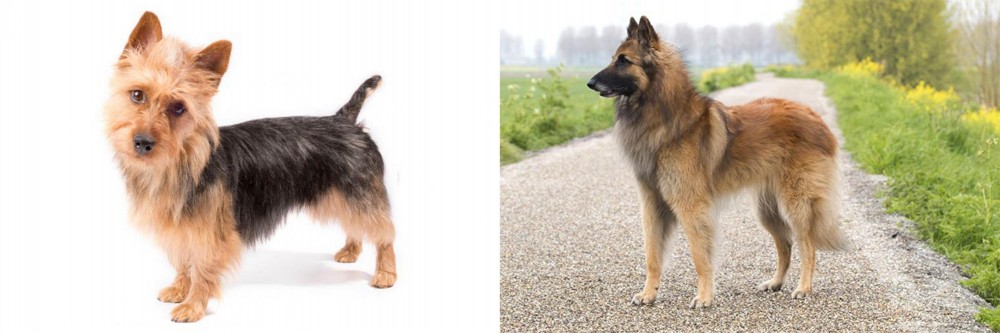 Belgian Shepherd Dog (Tervuren) vs Australian Terrier - Breed Comparison
