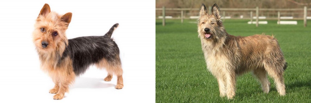 Berger Picard vs Australian Terrier - Breed Comparison