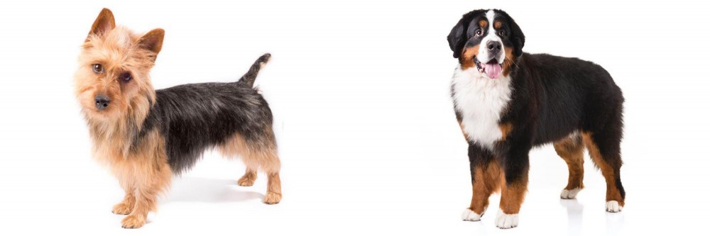 Bernese Mountain Dog vs Australian Terrier - Breed Comparison