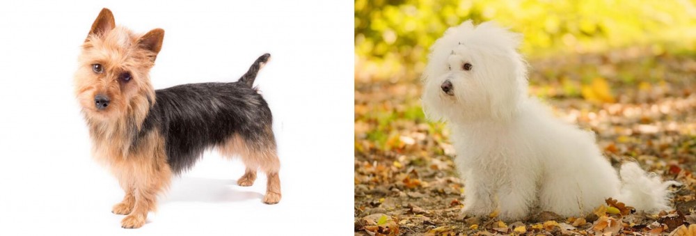 Bichon Bolognese vs Australian Terrier - Breed Comparison