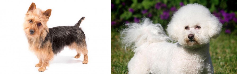 Bichon Frise vs Australian Terrier - Breed Comparison
