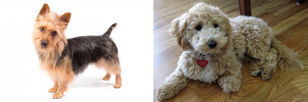 Bichonpoo vs Australian Terrier - Breed Comparison