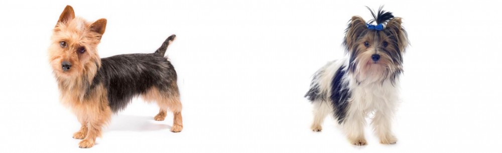 Biewer vs Australian Terrier - Breed Comparison