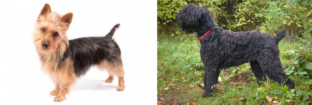 Black Russian Terrier vs Australian Terrier - Breed Comparison