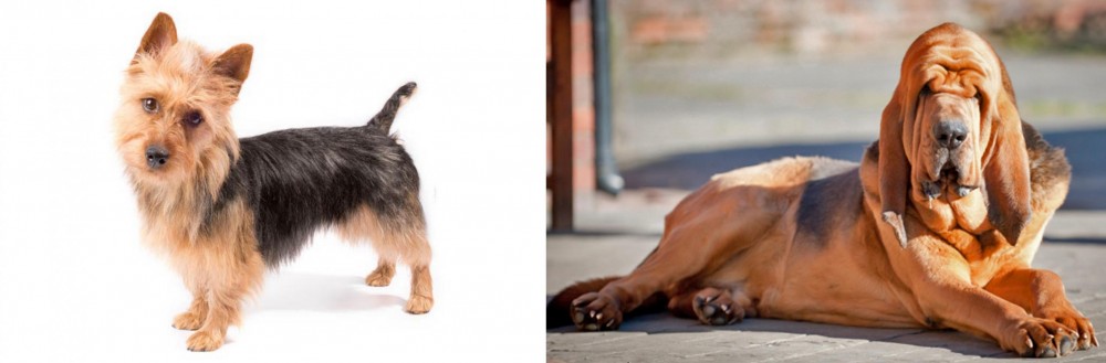 Bloodhound vs Australian Terrier - Breed Comparison
