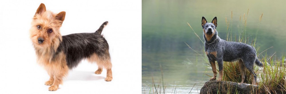 Blue Healer vs Australian Terrier - Breed Comparison