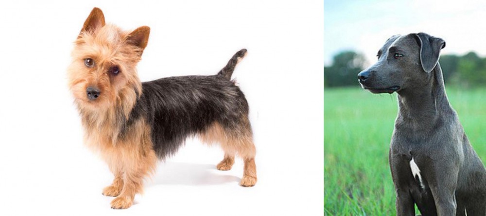 Blue Lacy vs Australian Terrier - Breed Comparison