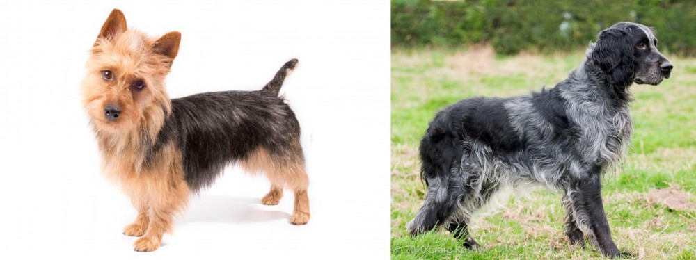 Blue Picardy Spaniel vs Australian Terrier - Breed Comparison