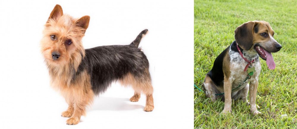 Bluetick Beagle vs Australian Terrier - Breed Comparison