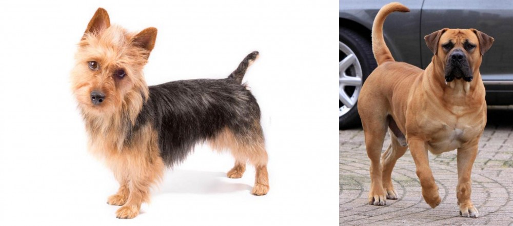 Boerboel vs Australian Terrier - Breed Comparison