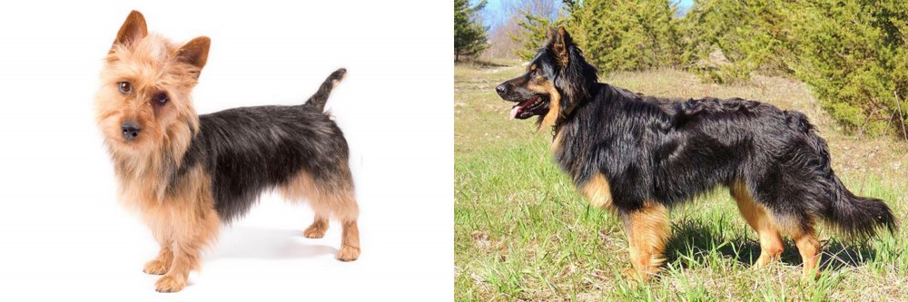 Bohemian Shepherd vs Australian Terrier - Breed Comparison