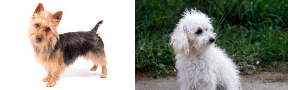 Bolognese vs Australian Terrier - Breed Comparison