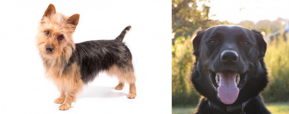 Borador vs Australian Terrier - Breed Comparison