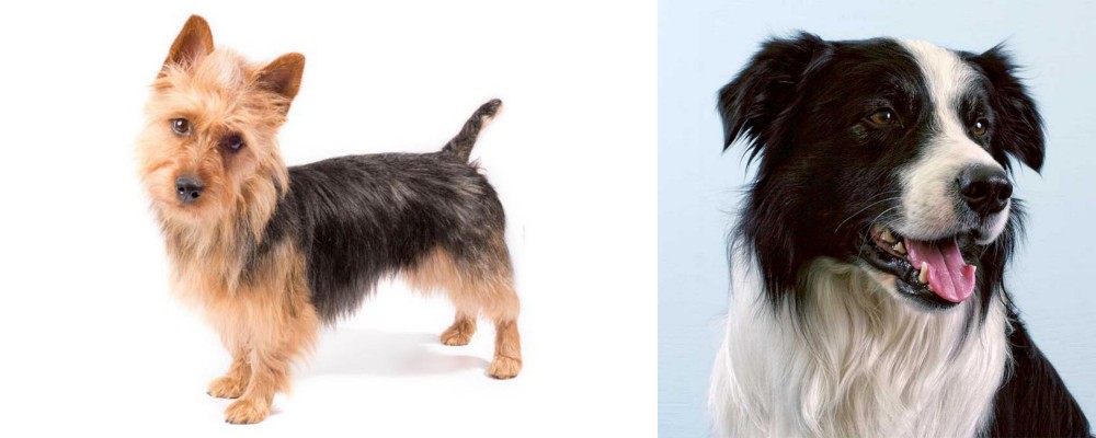 Border Collie vs Australian Terrier - Breed Comparison