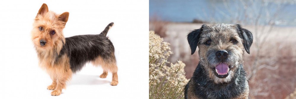 Border Terrier vs Australian Terrier - Breed Comparison