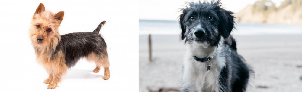 Bordoodle vs Australian Terrier - Breed Comparison