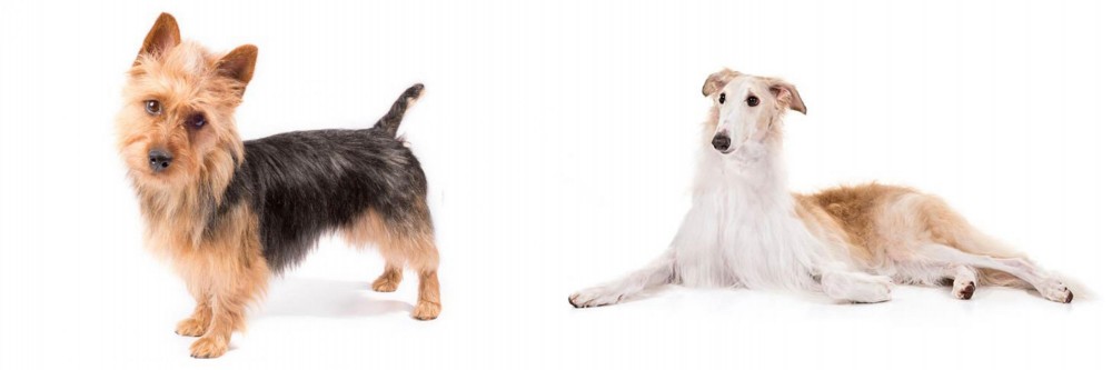 Borzoi vs Australian Terrier - Breed Comparison