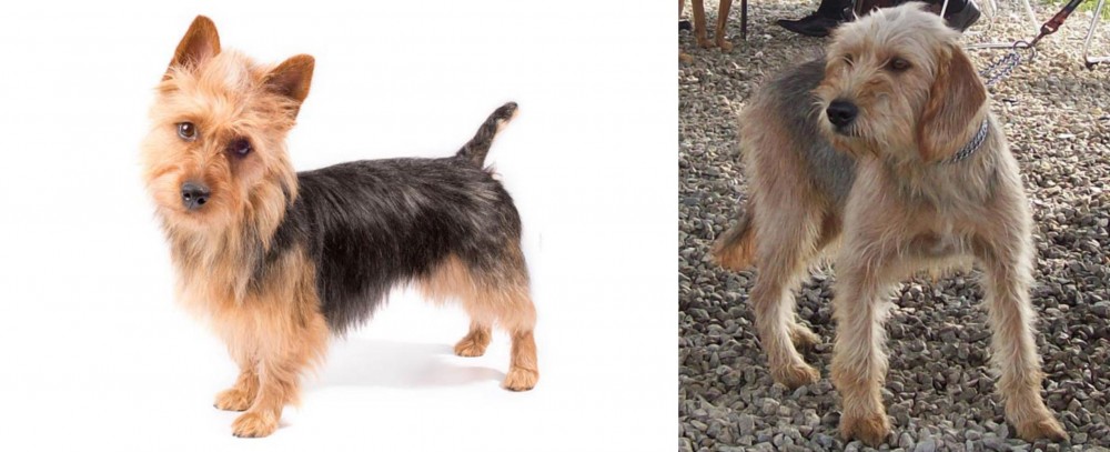 Bosnian Coarse-Haired Hound vs Australian Terrier - Breed Comparison