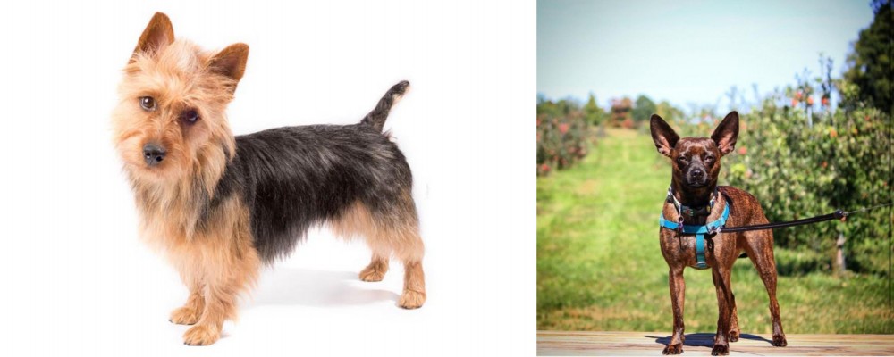 Bospin vs Australian Terrier - Breed Comparison