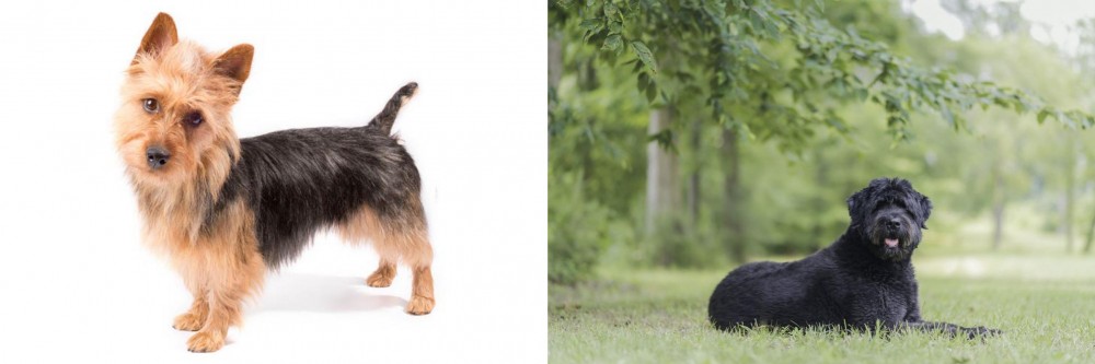 Bouvier des Flandres vs Australian Terrier - Breed Comparison