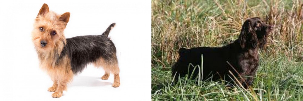 Boykin Spaniel vs Australian Terrier - Breed Comparison