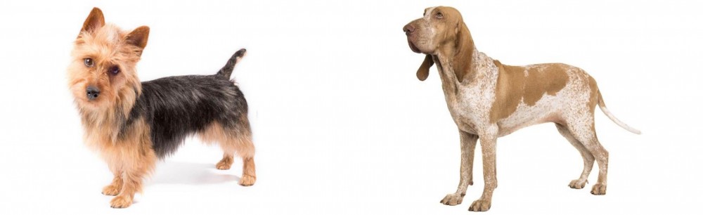 Bracco Italiano vs Australian Terrier - Breed Comparison