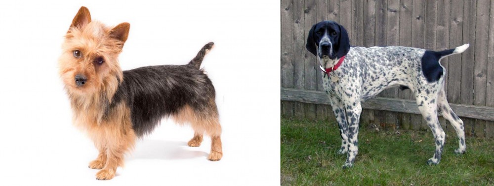 Braque d'Auvergne vs Australian Terrier - Breed Comparison