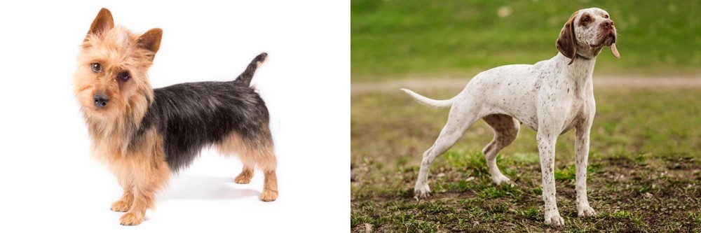 Braque du Bourbonnais vs Australian Terrier - Breed Comparison