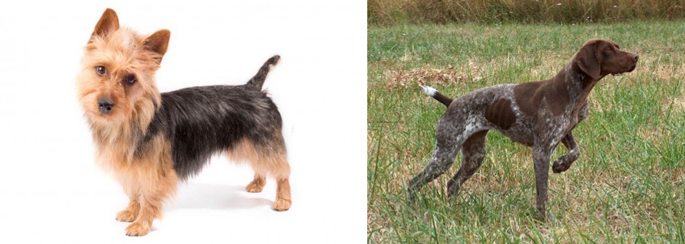 Braque Francais vs Australian Terrier - Breed Comparison