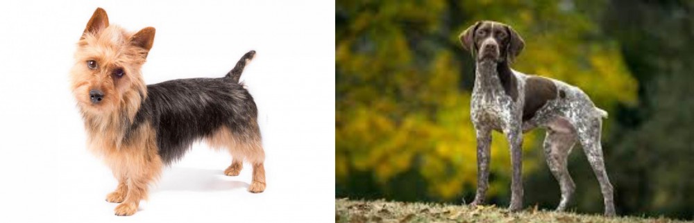 Braque Francais (Gascogne Type) vs Australian Terrier - Breed Comparison