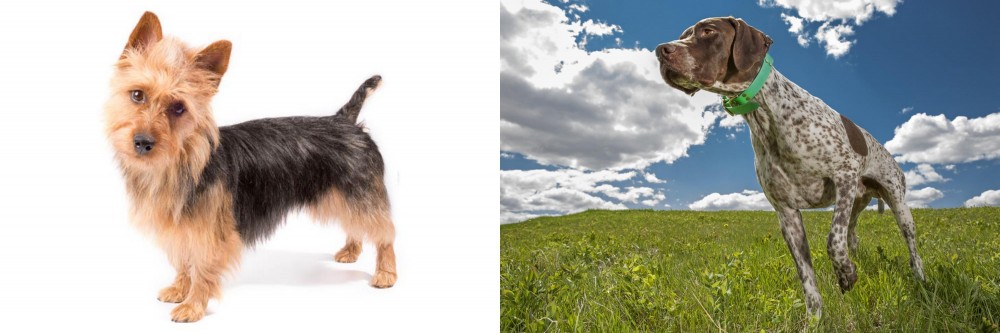 Braque Francais (Pyrenean Type) vs Australian Terrier - Breed Comparison