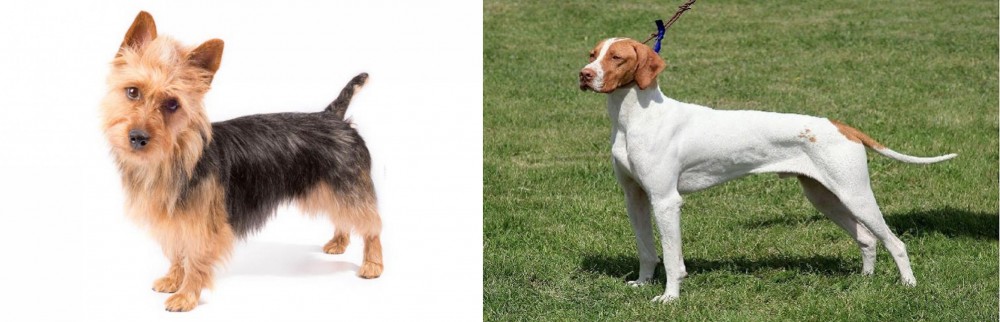 Braque Saint-Germain vs Australian Terrier - Breed Comparison