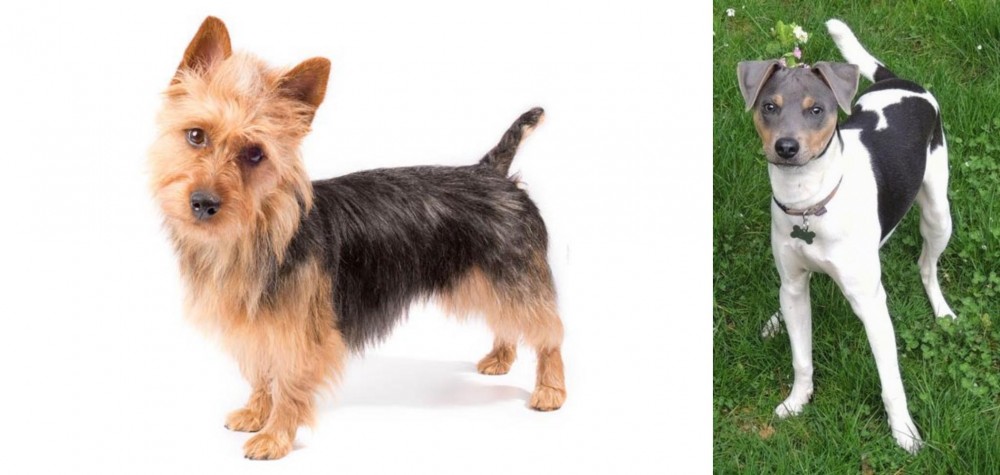Brazilian Terrier vs Australian Terrier - Breed Comparison