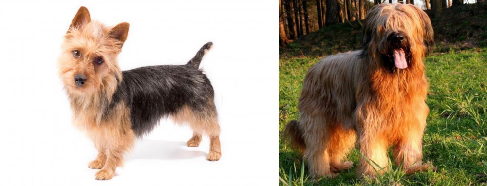 Briard vs Australian Terrier - Breed Comparison