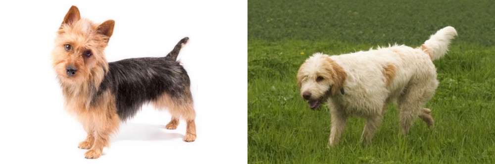 Briquet Griffon Vendeen vs Australian Terrier - Breed Comparison