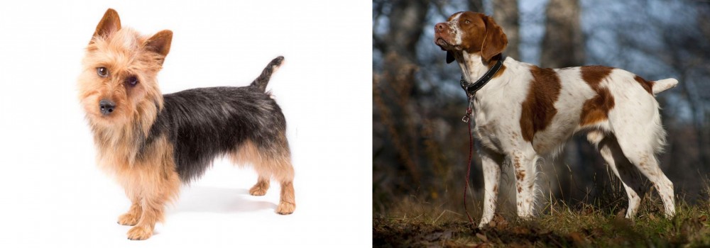 Brittany vs Australian Terrier - Breed Comparison