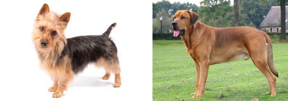Broholmer vs Australian Terrier - Breed Comparison