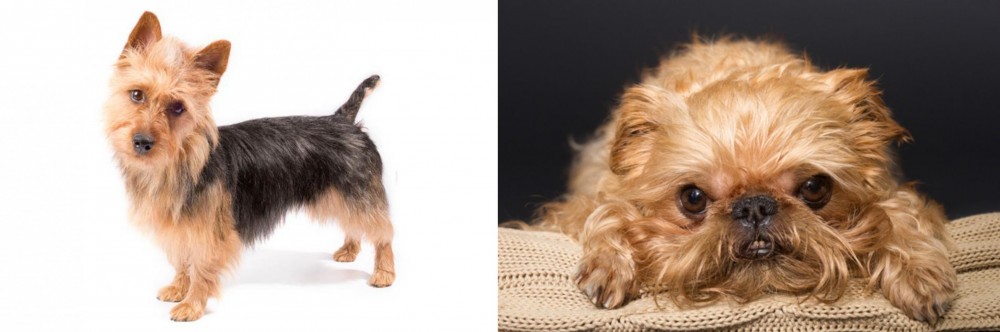 Brug vs Australian Terrier - Breed Comparison